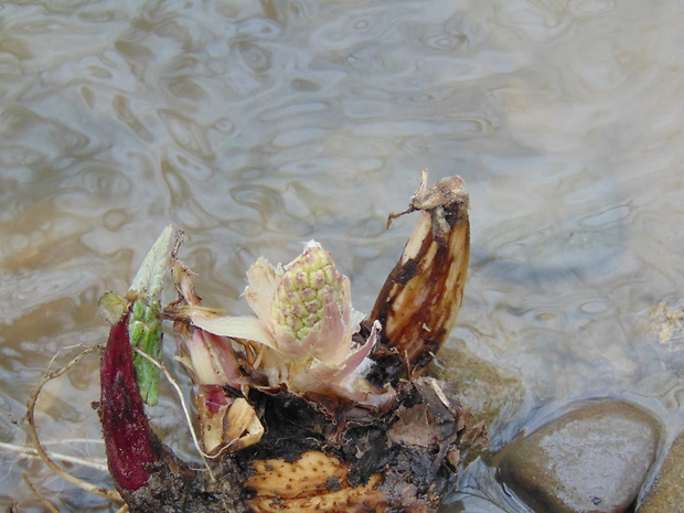 deväťsil lekársky Petasites hybridus (L.) P. Gaertn., B. Mey. et Scherb.