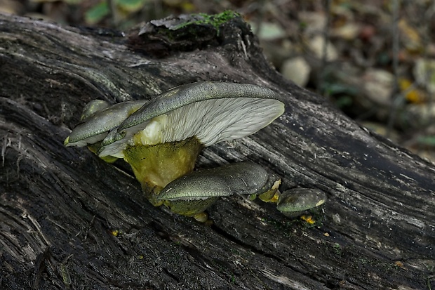 pňovka neskorá Sarcomyxa serotina (Pers.) P. Karst.