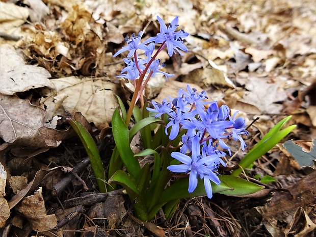 scila karpatská Scilla kladnii Schur