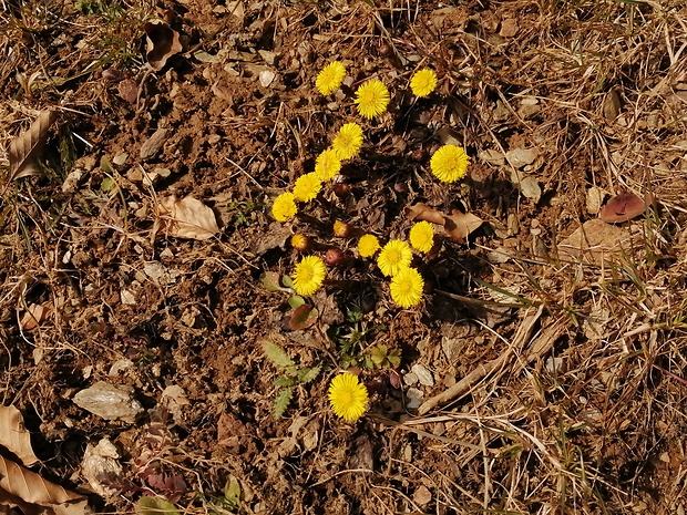 podbeľ liečivý Tussilago farfara L.