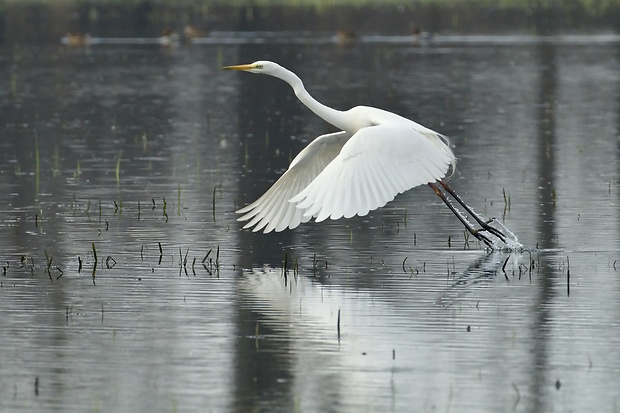 beluša veľká Ardea alba