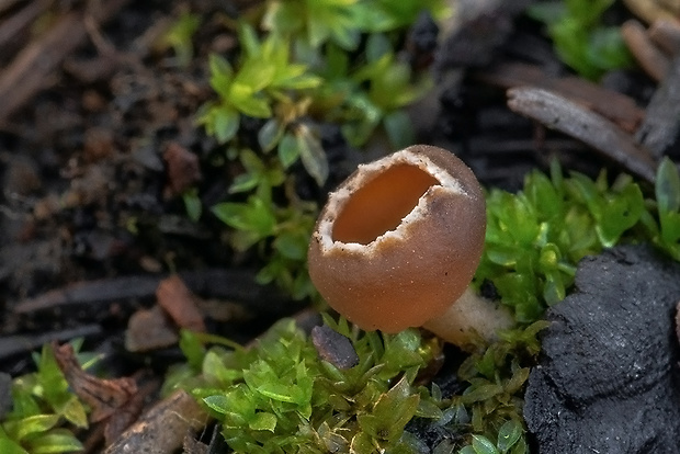 pohárik spáleniskový Geopyxis carbonaria (Alb. & Schwein.) Sacc.