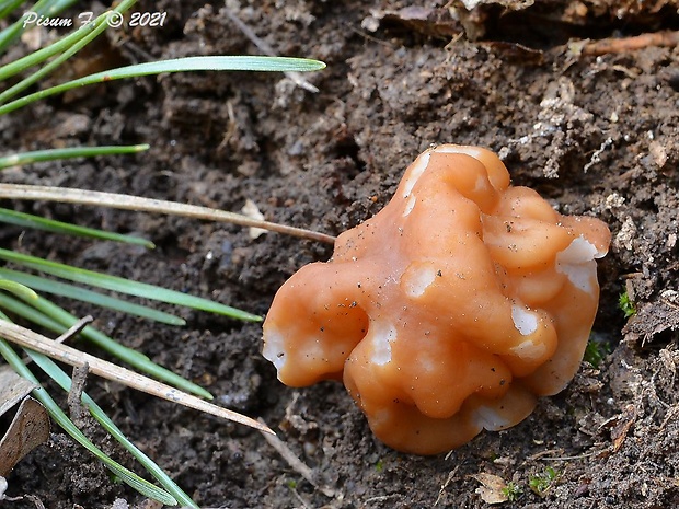 ušiak obrovský Gyromitra gigas (Krombh.) Cooke