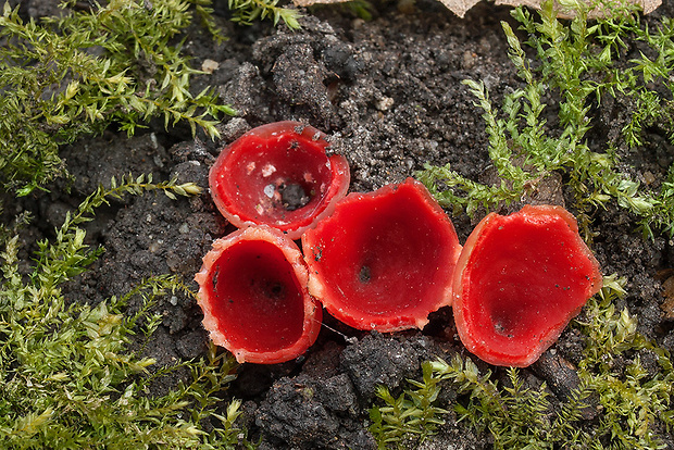 ohnivček zimný Microstoma protractum (Fr.) Kanouse