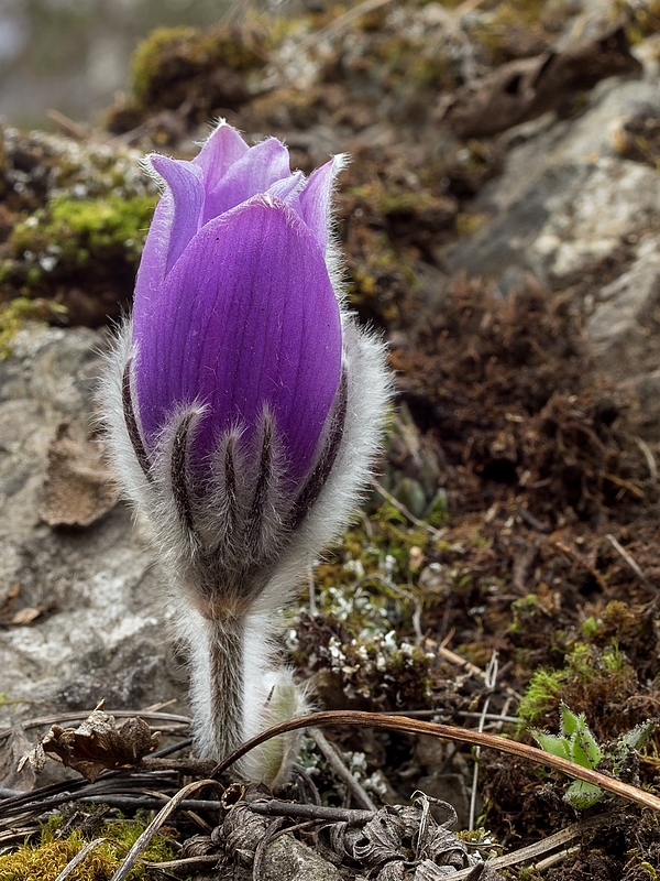 poniklec slovenský Pulsatilla slavica Reuss