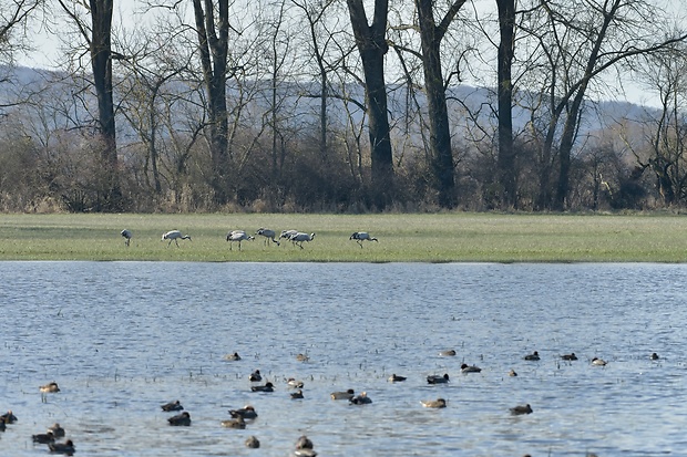 žeriav popolavý grus grus