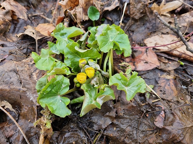 záružlie močiarne Caltha palustris L.