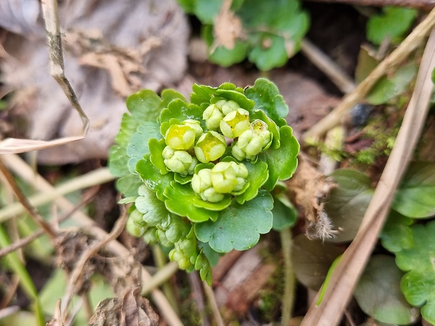 slezinovka striedavolistá Chrysosplenium alternifolium L.