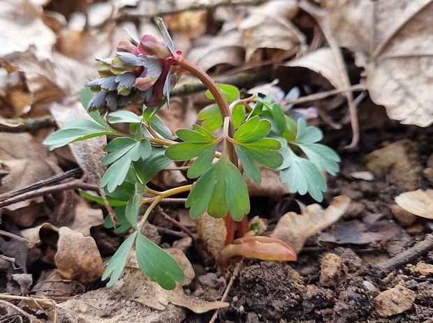 chochlačka plná Corydalis solida (L.) Clairv.