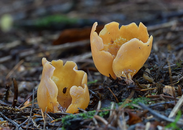 uško Otidea sp.