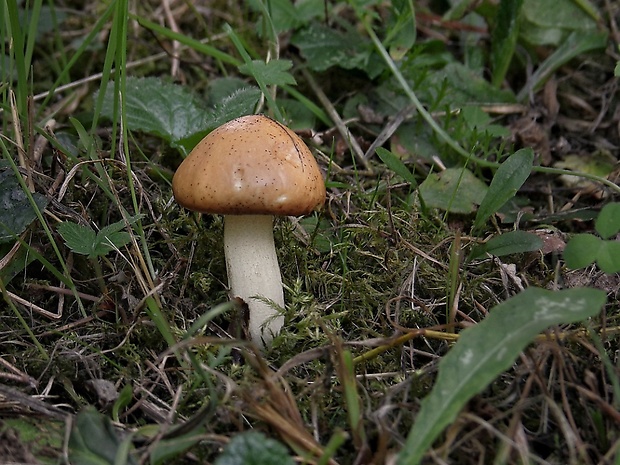 masliak zrnitý Suillus granulatus (L.) Roussel