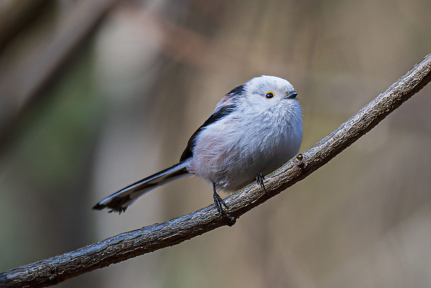 mlynárka dlhochvostá Aegithalos caudatus