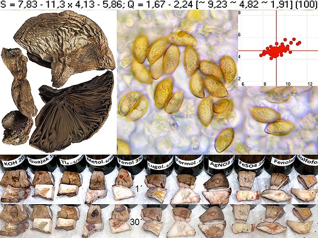 pavučinovec žltkastobodkovaný Cortinarius flavopunctatus Bidaud, ad int.