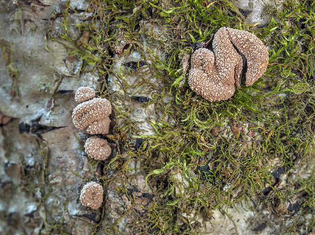 dutinovka otrubnatá Encoelia furfuracea (Roth) P. Karst.