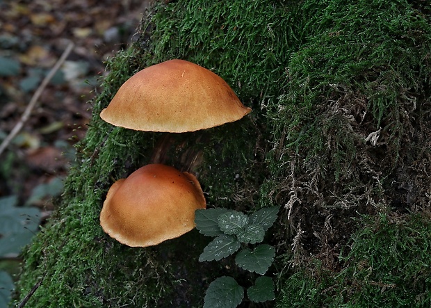 šupinovec Gymnopilus sp.