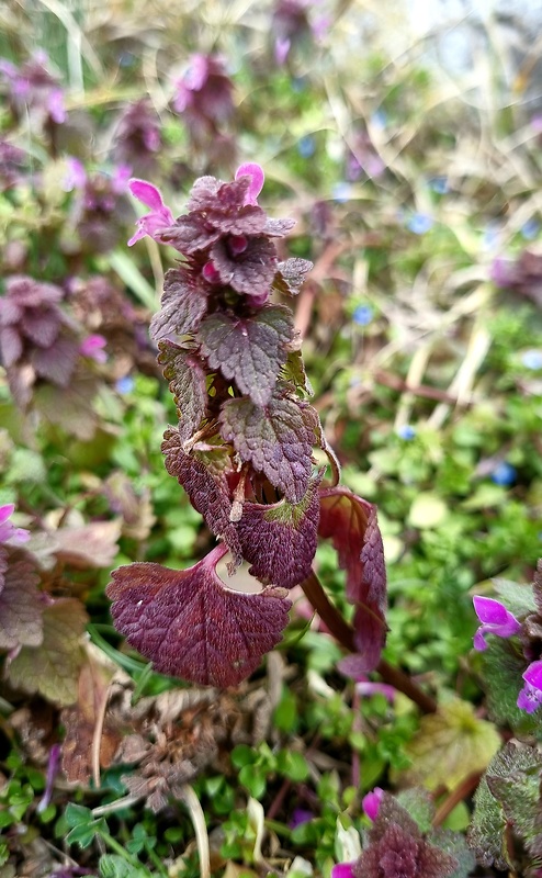 hluchavka purpurová Lamium purpureum L.