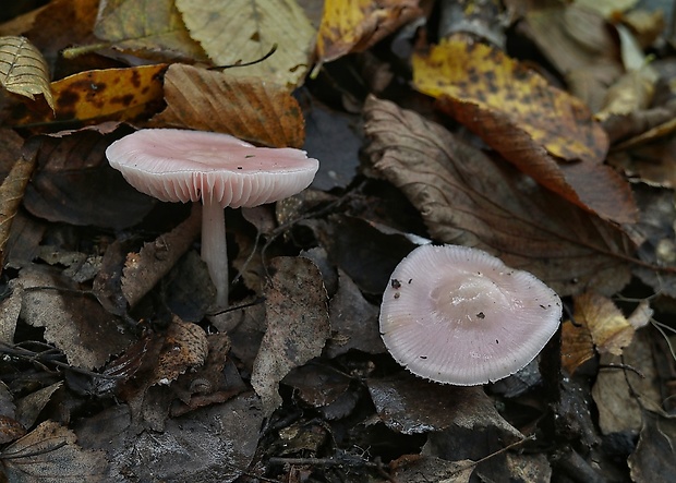 prilbička ružovkastá Mycena rosea Gramberg