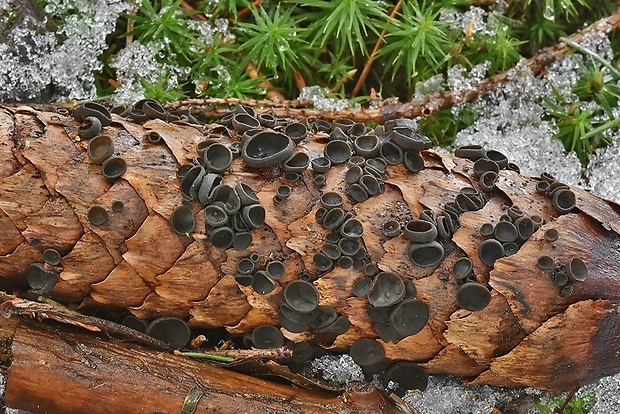 jahňadka smreková Rutstroemia bulgarioides (P. Karst.) P. Karst.