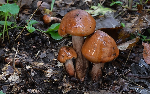 čírovka slizká Tricholoma ustaloides Romagn.