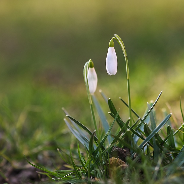 snežienka jarná Galanthus nivalis L.