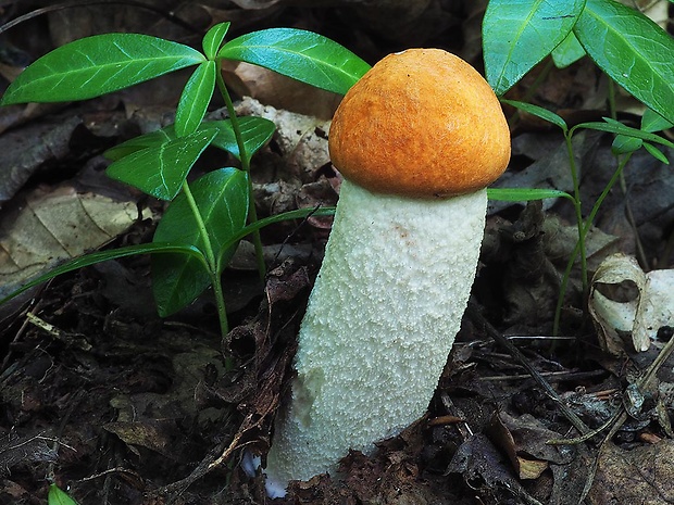 kozák osikový Leccinum albostipitatum den Bakker & Noordel.