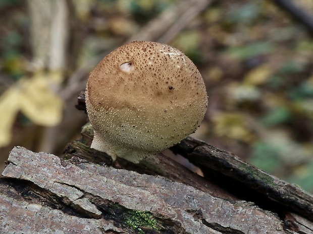 prášnica hruškovitá Lycoperdon pyriforme Schaeff.