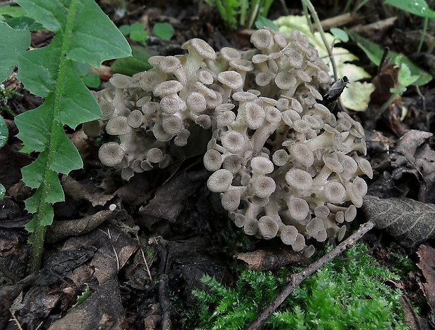 trúdnik klobúčkatý Polyporus umbellatus (Pers.) Fr.