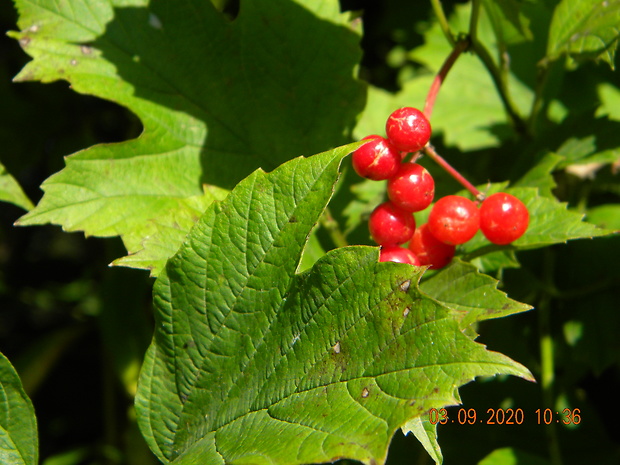 kalina obyčajná Viburnum opulus L.