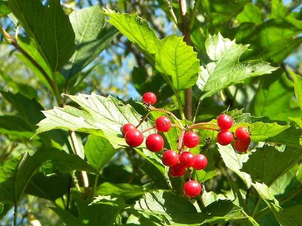 kalina obyčajná Viburnum opulus L.