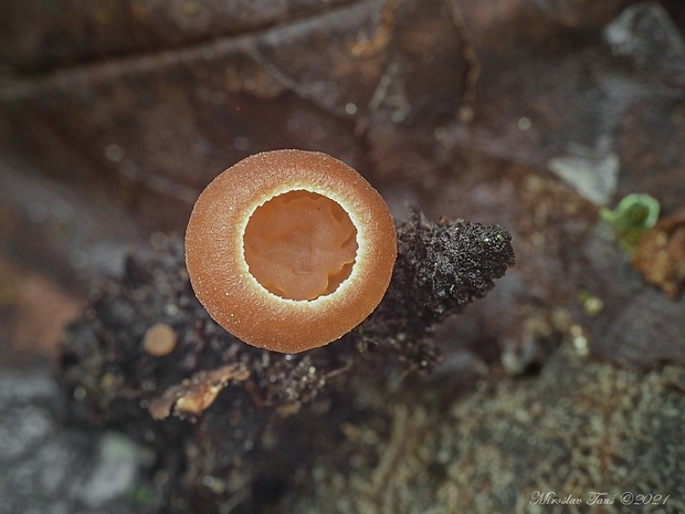 jahňadka Ciboria sp.