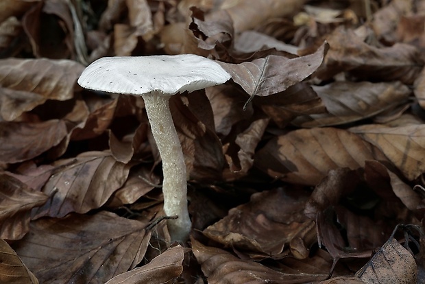 šťavnačka slonovinová Hygrophorus eburneus (Bull.) Fr.