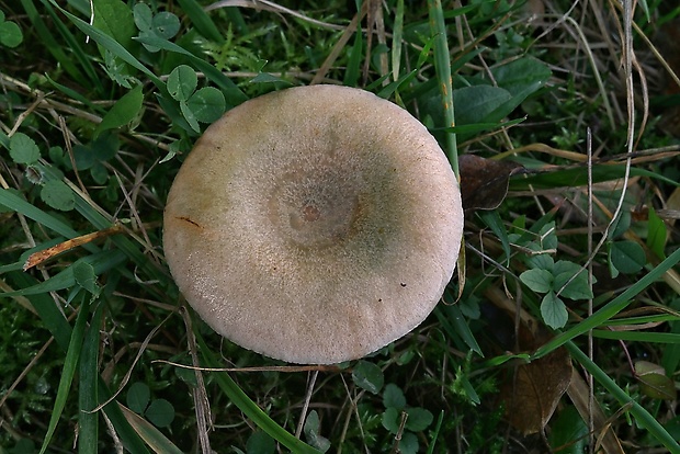 rýdzik smrekový Lactarius deterrimus Gröger