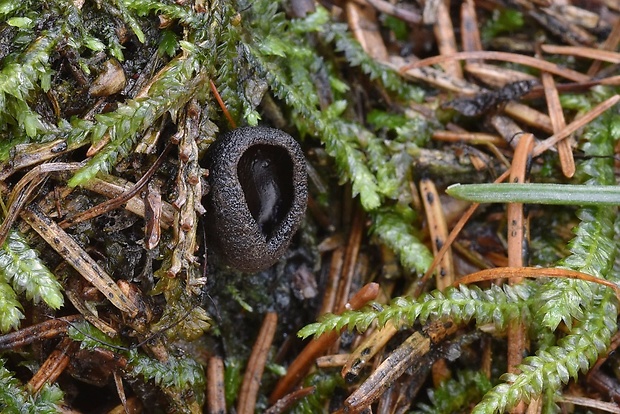 misôčka Pseudoplectania sp.