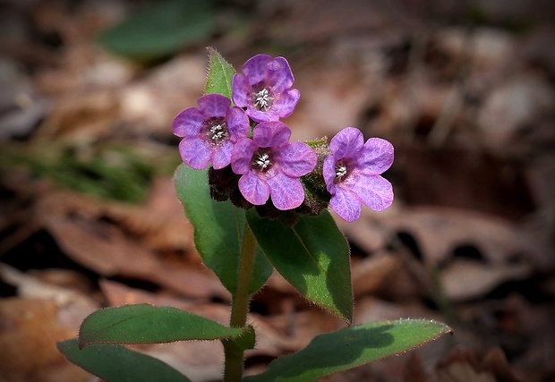 pľúcnik tmavý Pulmonaria obscura Dumort.