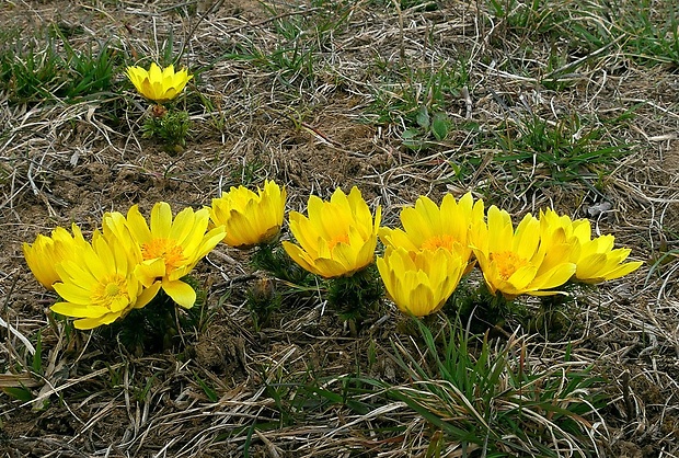 hlaváčik jarný Adonis vernalis L.