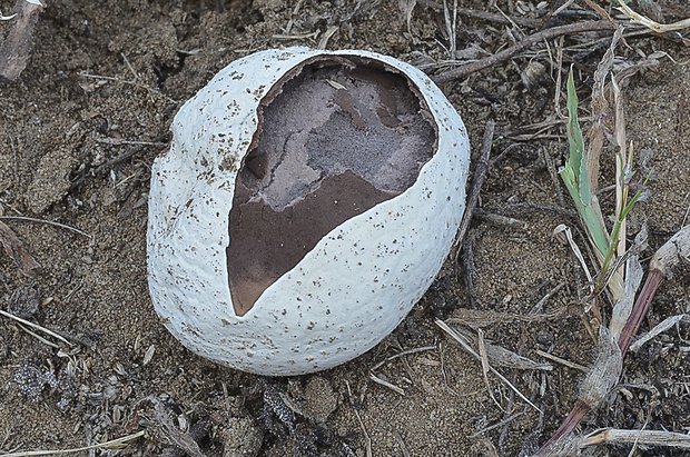 rozpadavec krehký Calvatia cyathiformis (Bosc) Morgan