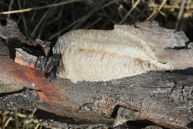 modlivka  Hierodula transcaucasica