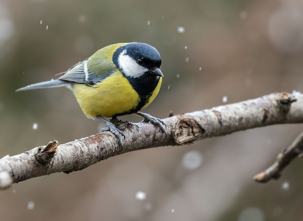 sýkorka veľká Parus major