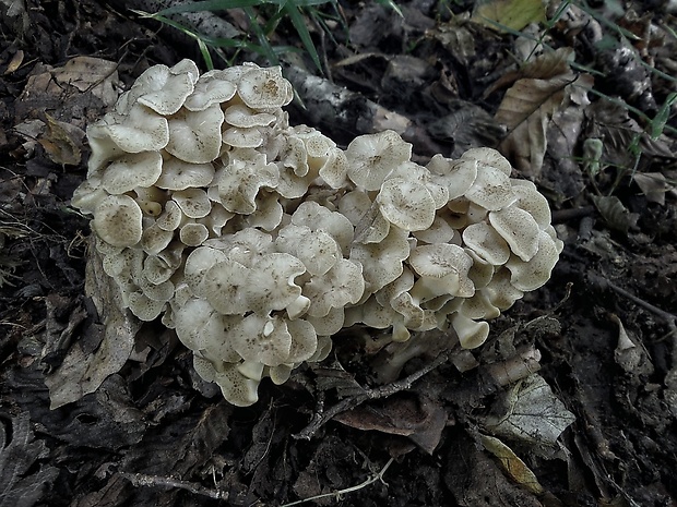 trúdnik klobúčkatý Polyporus umbellatus (Pers.) Fr.