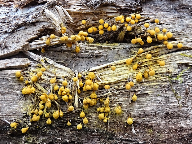 vlasovníčka kyjačikovitá Hemitrichia clavata (Pers.) Rostaf.