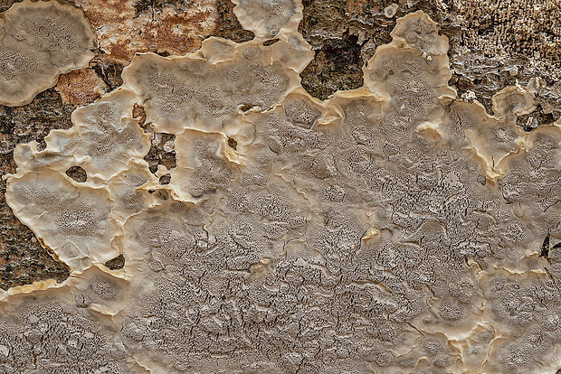 sivopórovka tmavá Bjerkandera adusta (Willd.) P. Karst.