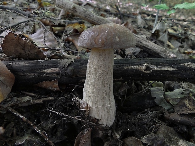 hríb dubový Boletus reticulatus Schaeff.