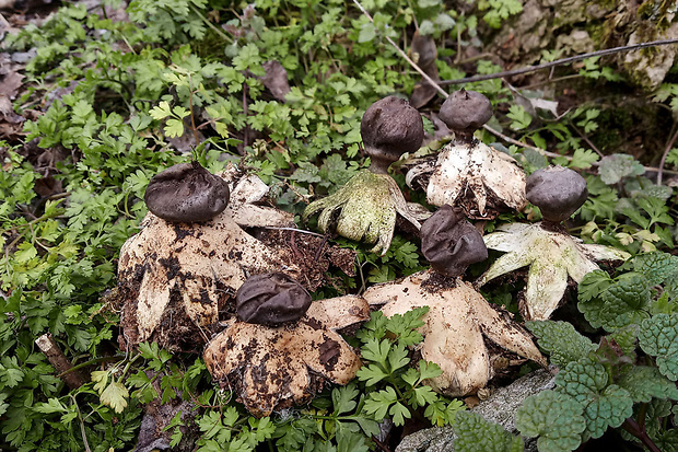 hviezdovka tmavá Geastrum coronatum Pers.