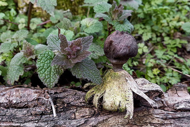 hviezdovka tmavá Geastrum coronatum Pers.