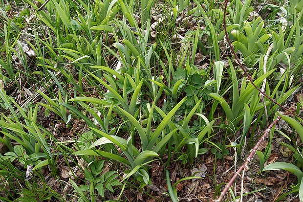 ľaliovka červenkastá Hemerocallis fulva L.(L.)