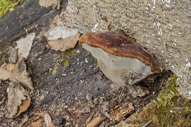 smolokôrovka buková Ischnoderma resinosum (Schrad.) P. Karst.