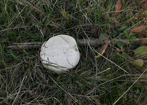 rozpadavec dlabaný Lycoperdon utriforme Bull.