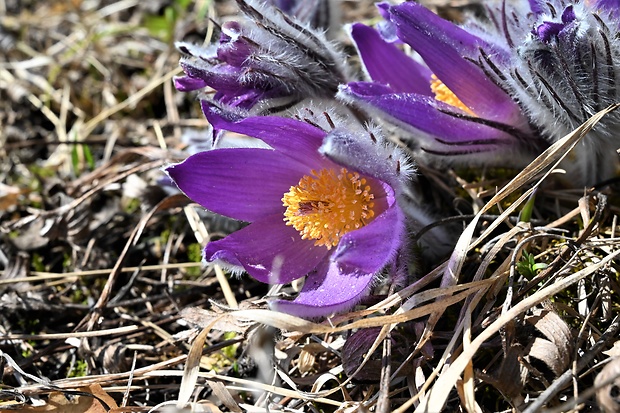 poniklec slovenský Pulsatilla slavica Reuss