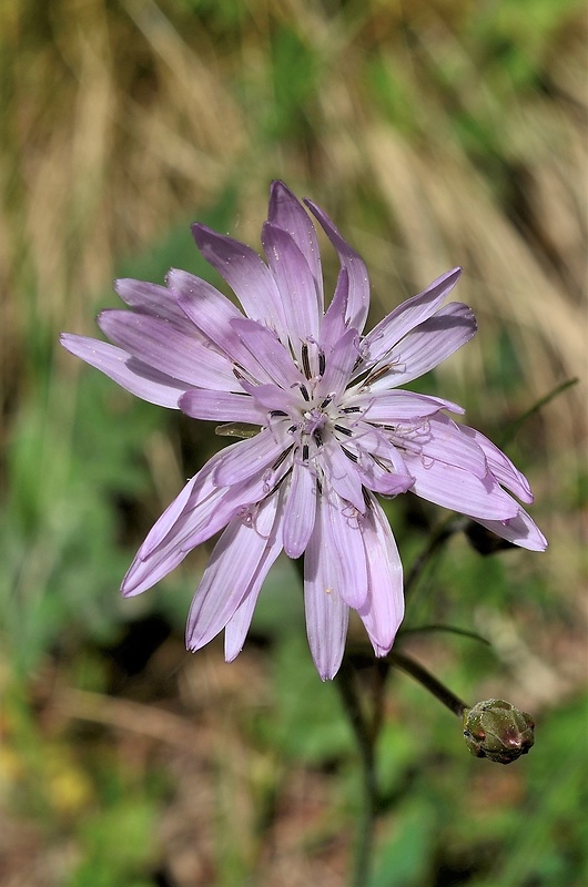 hadomor purpurový Scorzonera purpurea L.