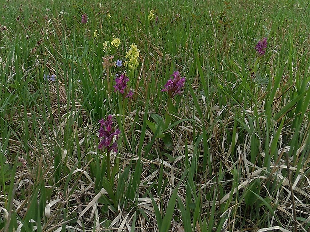 vstavačovec bazový Dactylorhiza sambucina (L.) Soó